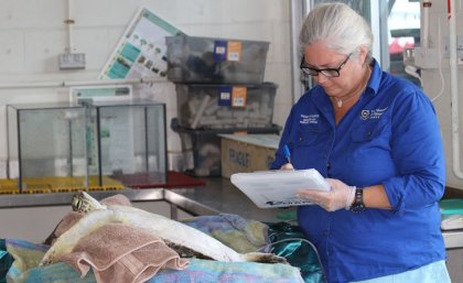 Dr Kathy Townsend studies a turtle victim of marine debris. Dr Kathy Townsend studies a turtle victim of marine debris.
